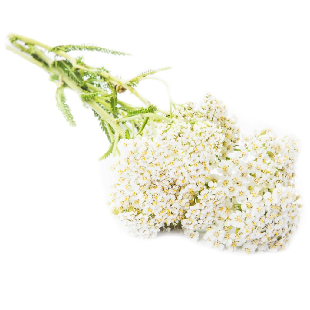 Yarrow, Dark Blue 1st (Milfoil) Essential Oil