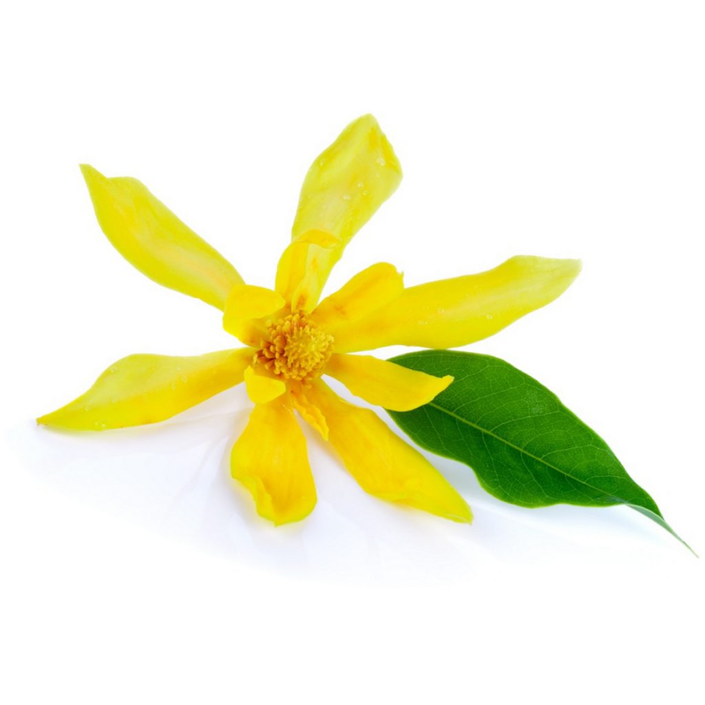 Ylang Ylang Absolute Oil