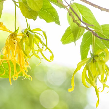 Ylang Ylang Absolute Oil