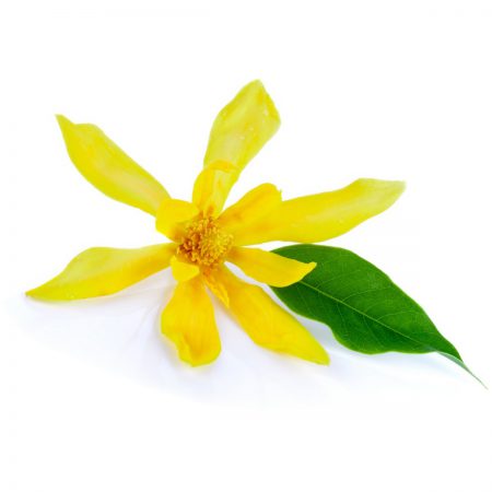 Ylang Ylang Absolute Oil