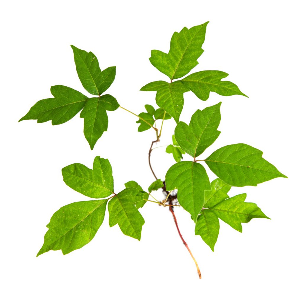 Poison Ivy and Insect Repellent Essential Oil Blend
