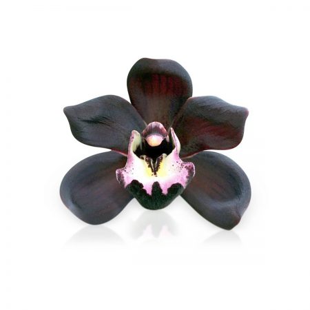 Black Orchid Essential Oil Blend