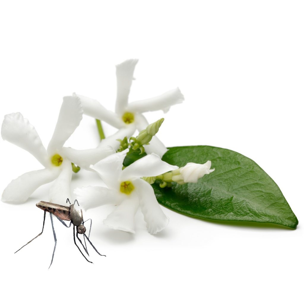 Mosquito Repellent #1, Jasmine Essential Oil Blend