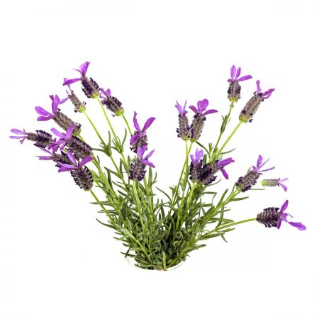 Lavender, French Essential Oil Blend