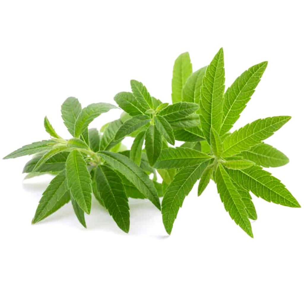 Lemon Verbena Essential Oil Blend