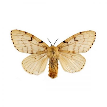 Moth Repellent Essential Oil Blend