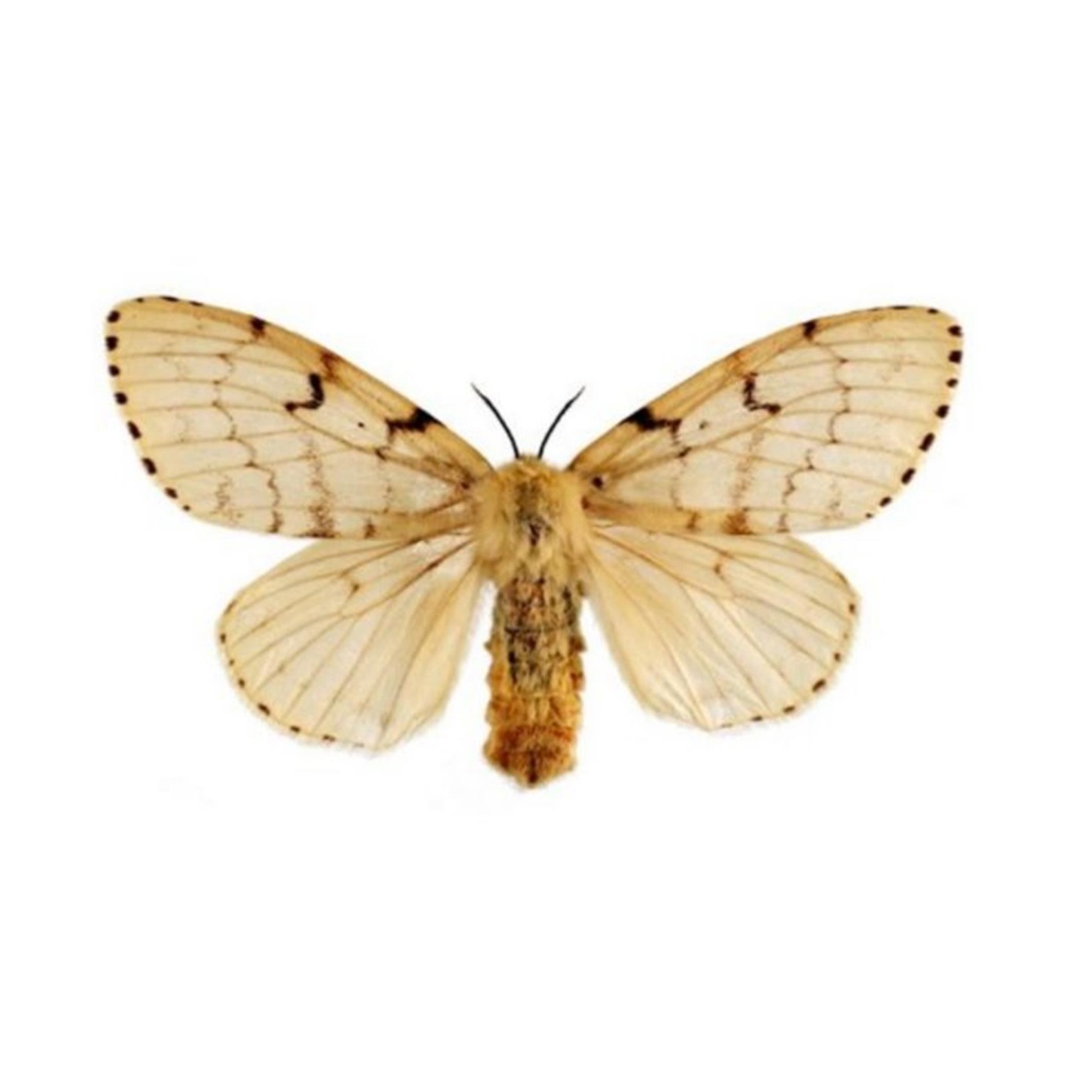 https://www.stjohnsbotanicals.com/wp-content/uploads/2021/01/eo-essential-blends-moth-repellent.jpg