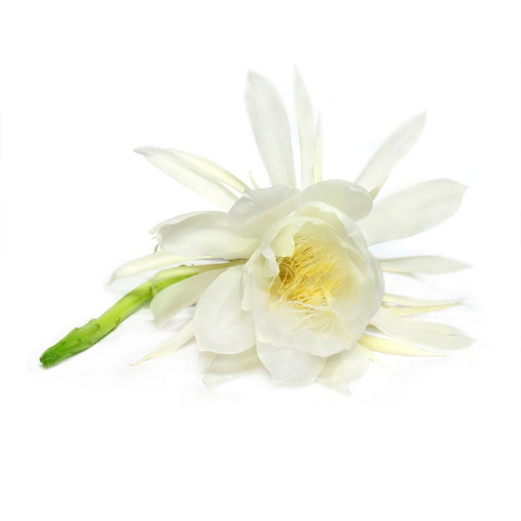 Night Queen Essential Oil Blend