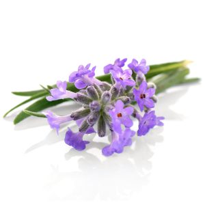 Lavender Flower Water, French, 4 oz