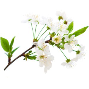 Cherry Blossom Fragrance Oil