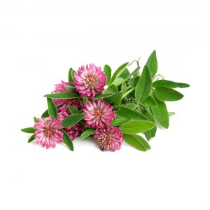 Clover, Sweet Fragrance Oil