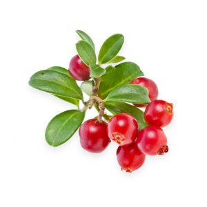 Cranberry Fragrance Oil