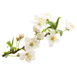 Dogwood Blossom Fragrance Oil