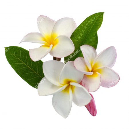 Frangipani, Sweet Fragrance Oil