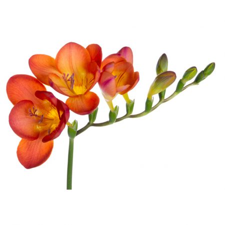 Freesia Fragrance Oil