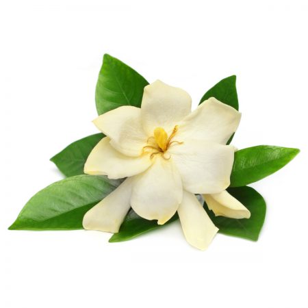 Gardenia Fragrance Oil