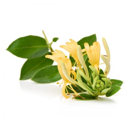 Honeysuckle, Sweet Light Fragrance Oil