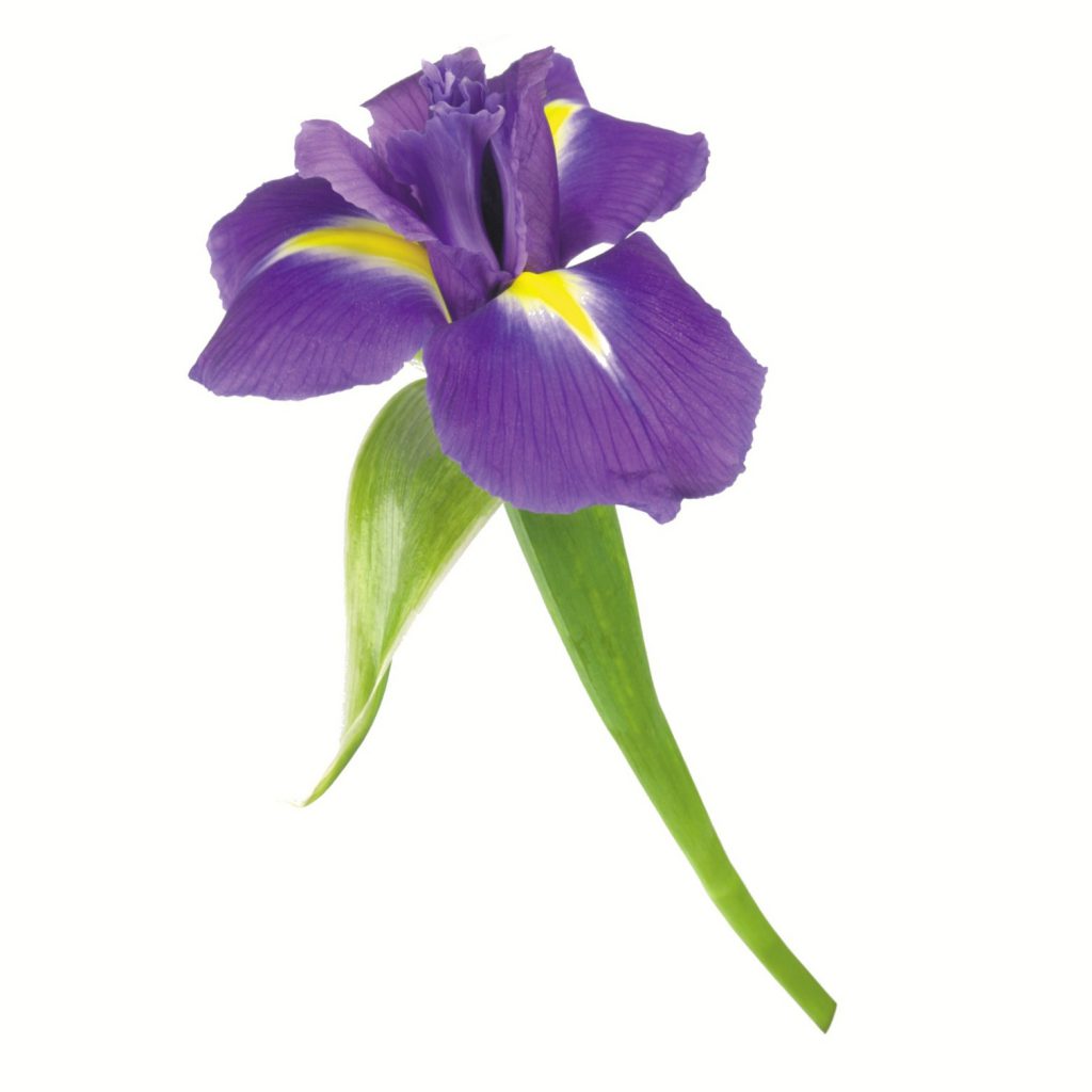 Iris Fragrance Oil