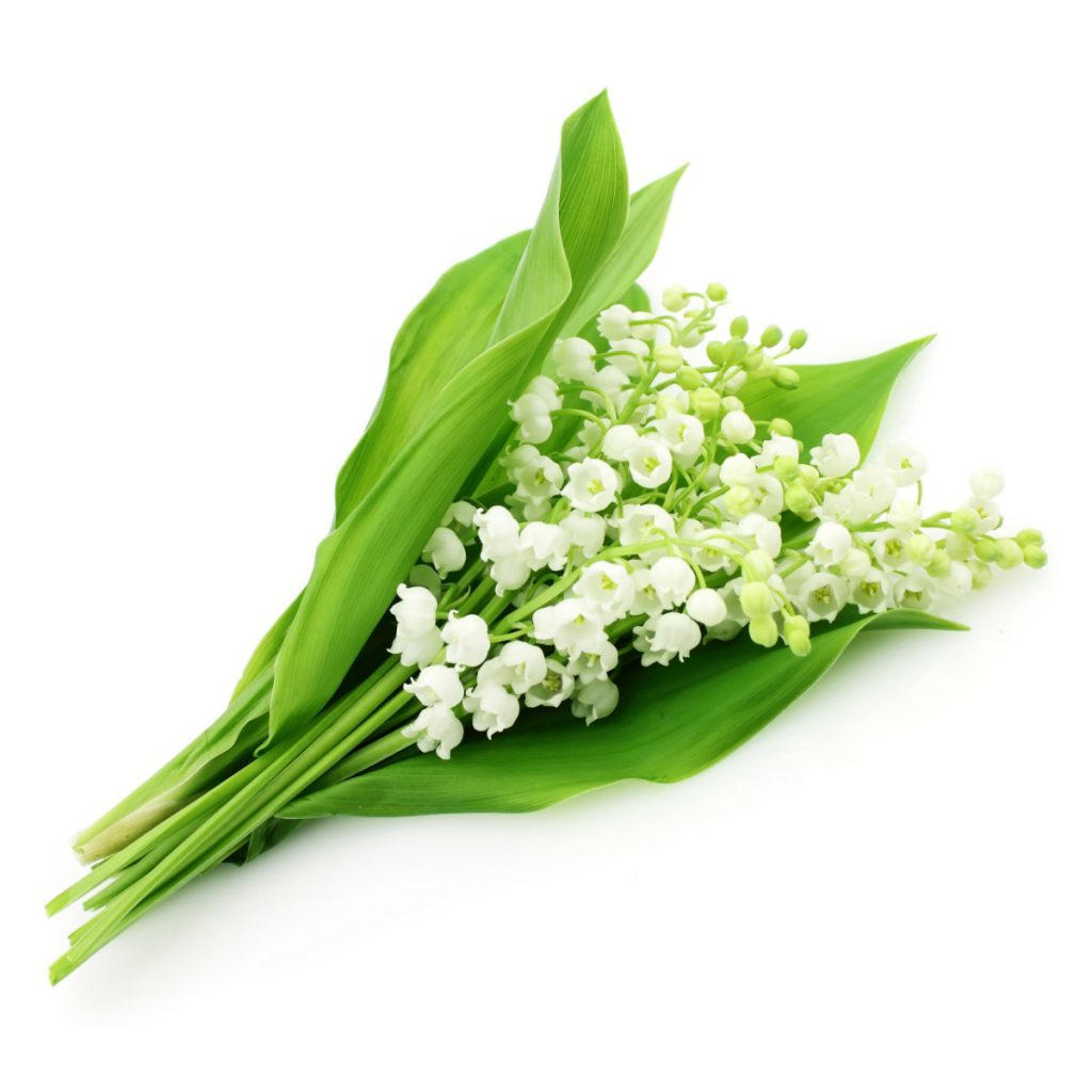 Lily of the Valley (Muguet) Fragrance Oil