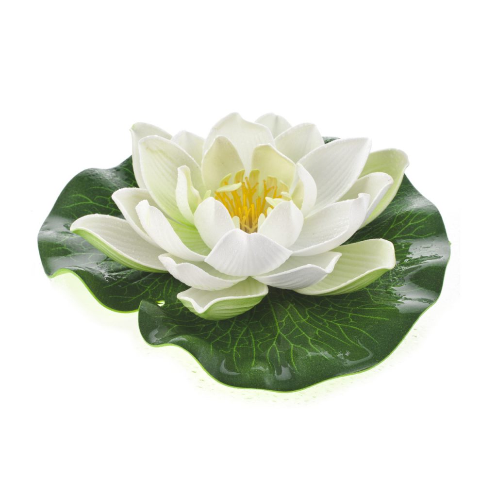 Lotus Blossom Fragrance Oil