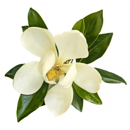 Magnolia Fragrance Oil