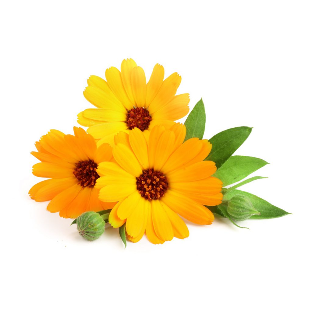 Marigold (Calendula) Fragrance Oil