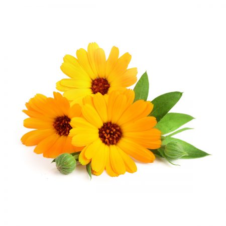 Marigold (Calendula) Fragrance Oil