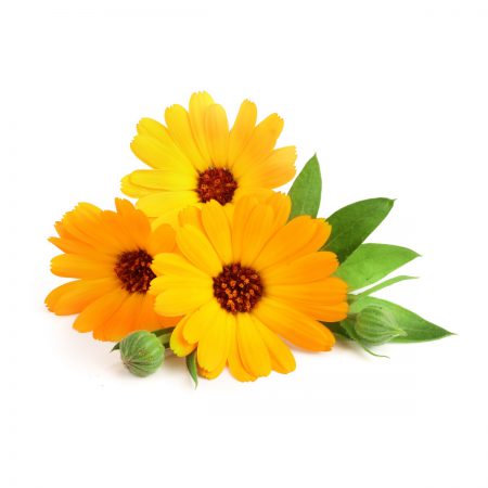 Marigold (Calendula) Fragrance Oil