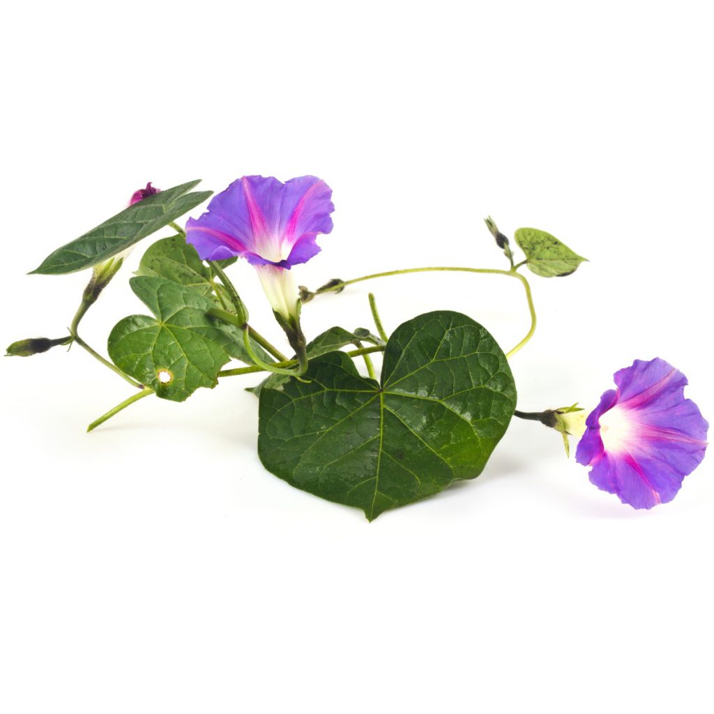 Morning Glory Fragrance Oil