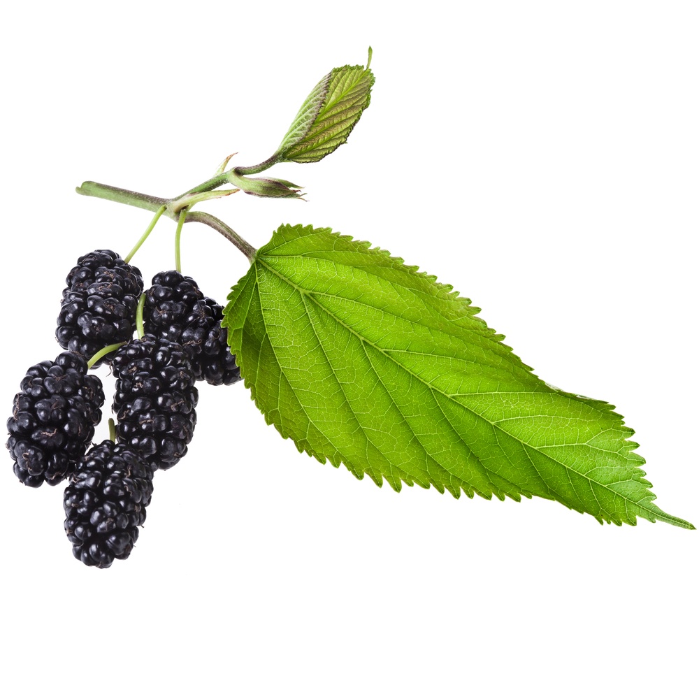 Mulberry Fragrance Oil