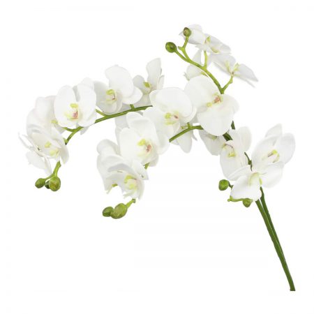 Orchid Fragrance Oil