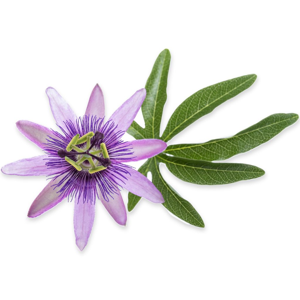 Passion Flower, Sweet Fragrance Oil
