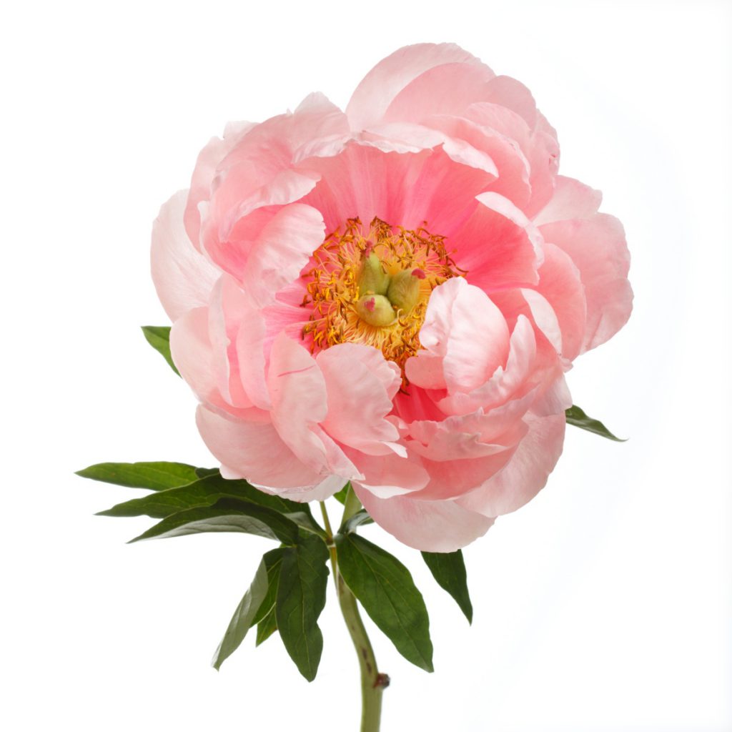 Peony Fragrance Oil
