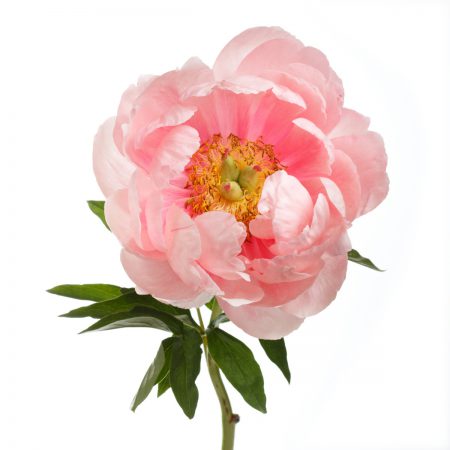 Peony Fragrance Oil