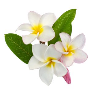 Plumeria Fragrance Oil