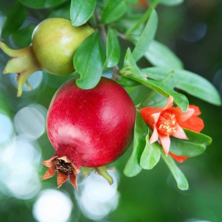 Pomegranate Fragrance Oil