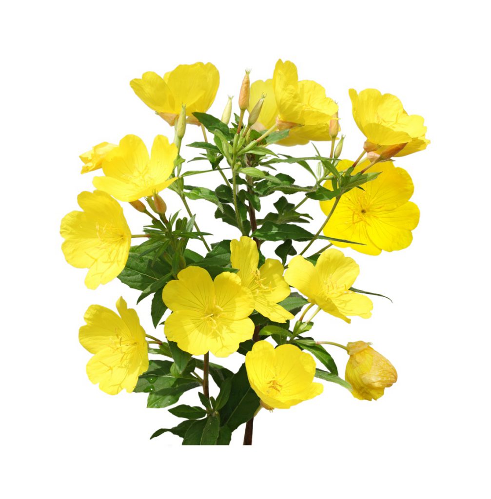 Primrose Fragrance Oil