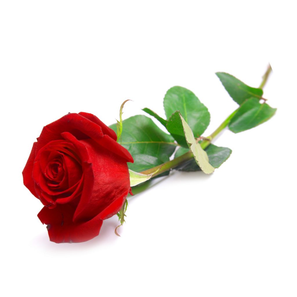 Rose, Red Fragrance Oil