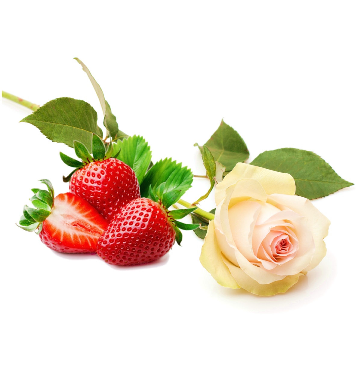 Strawberry Rose Fragrance Oil - St. John's Botanicals