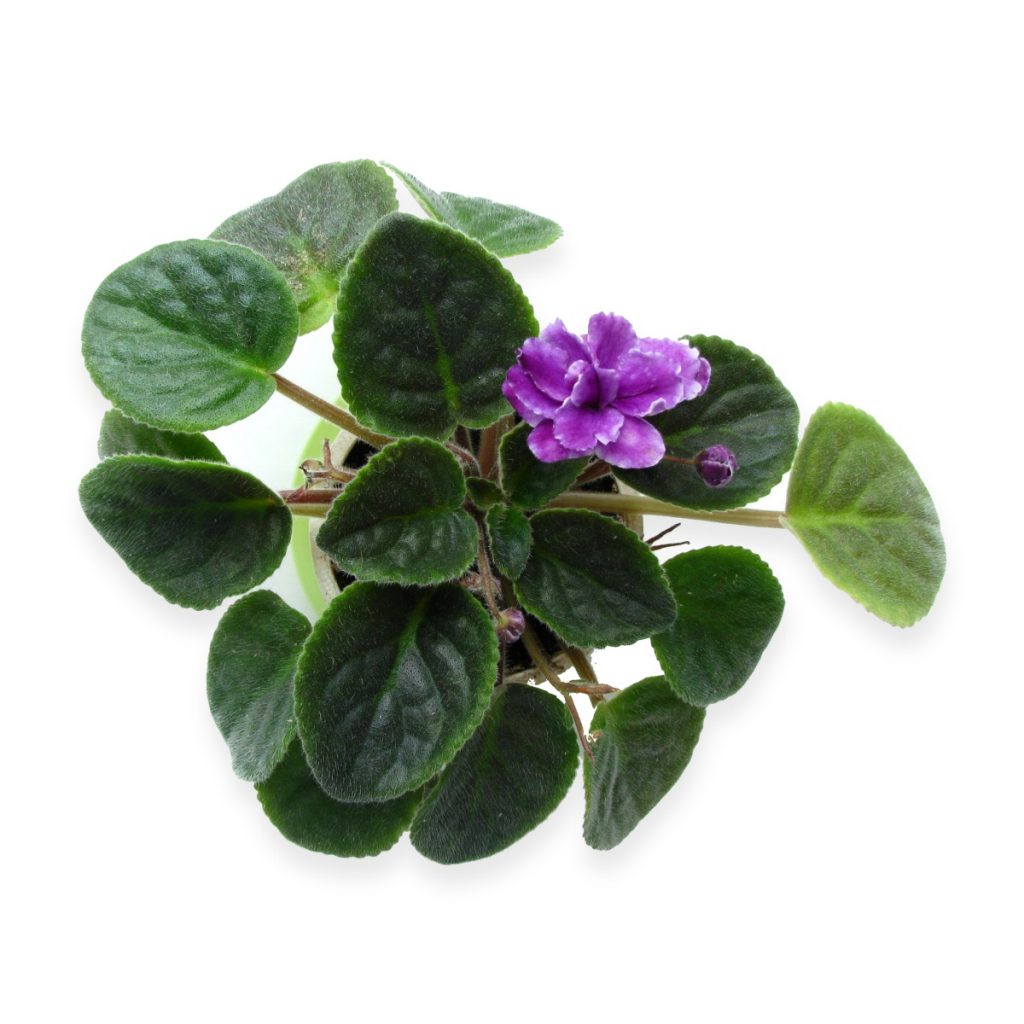 Violet, African Fragrance Oil
