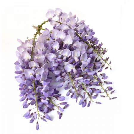 Wisteria Fragrance Oil