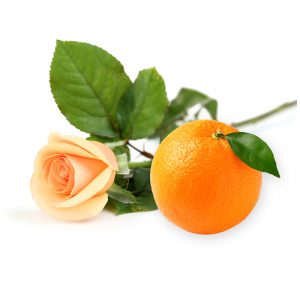 Oranges & Roses Potpourri Refresher Oil