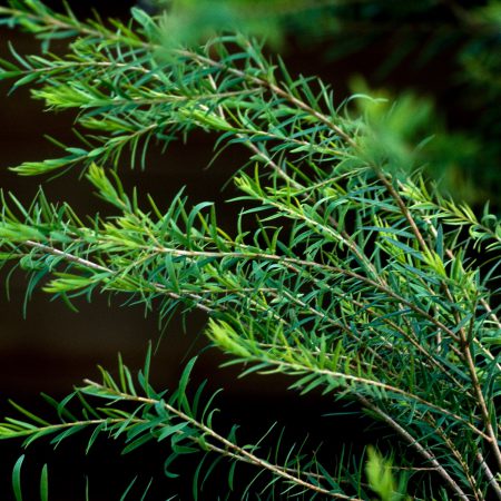 Tea Tree Seeds