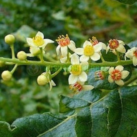 Boswellia Herb Powder, Wildcrafted