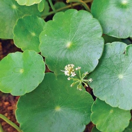 Brahmi Herb Powder, Wildcrafted