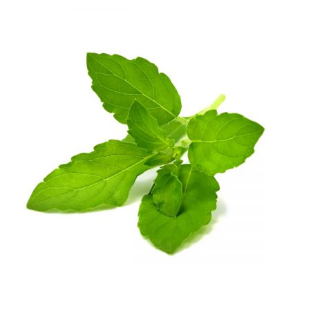 Tulsi (Holy Basil) Krishna Herb, Cut, Organic