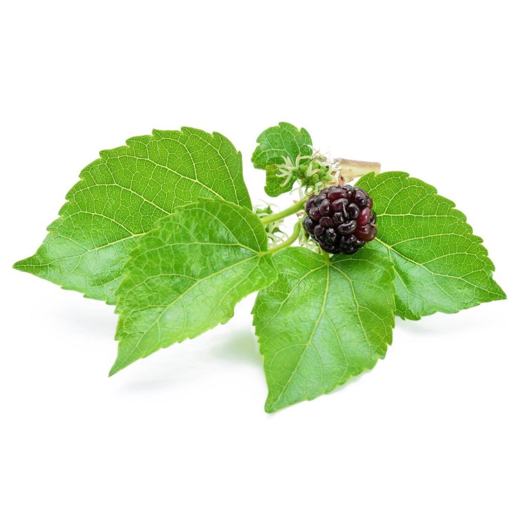 Blackberry Leaf Powder