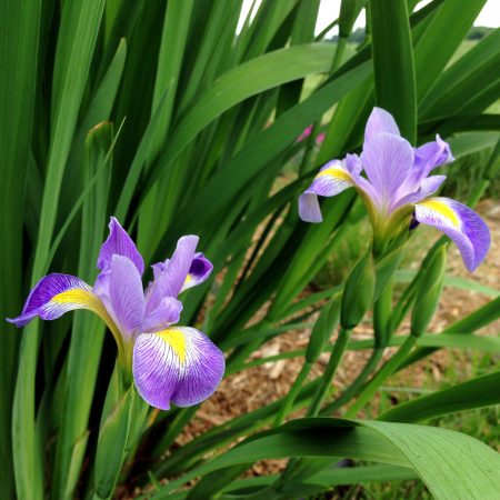 Blue Flag Root, Cut