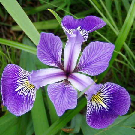Blue Flag Root, Cut