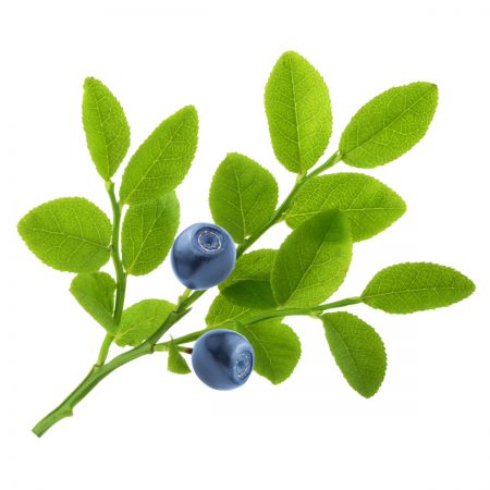 Blueberry Leaf, Cut